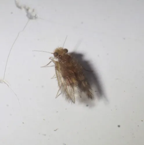 Thylacella cubana