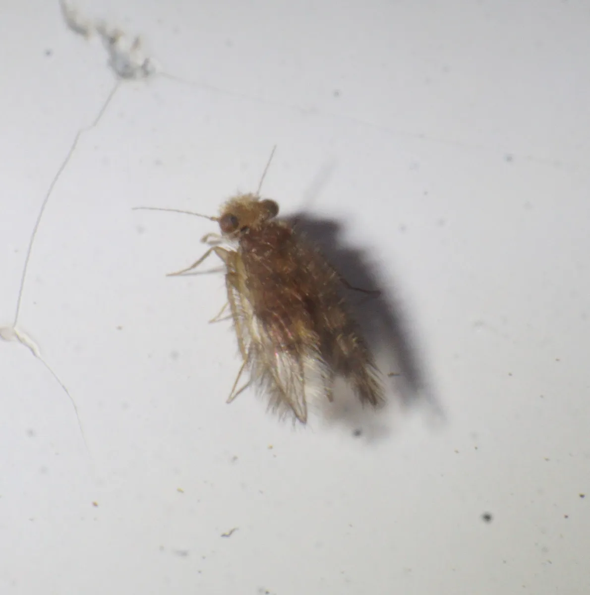 Thylacella cubana - photo 2