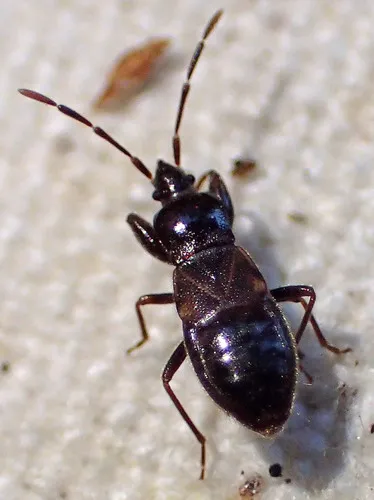 Thylochromus nitidulus - Thylochromus nitidulus