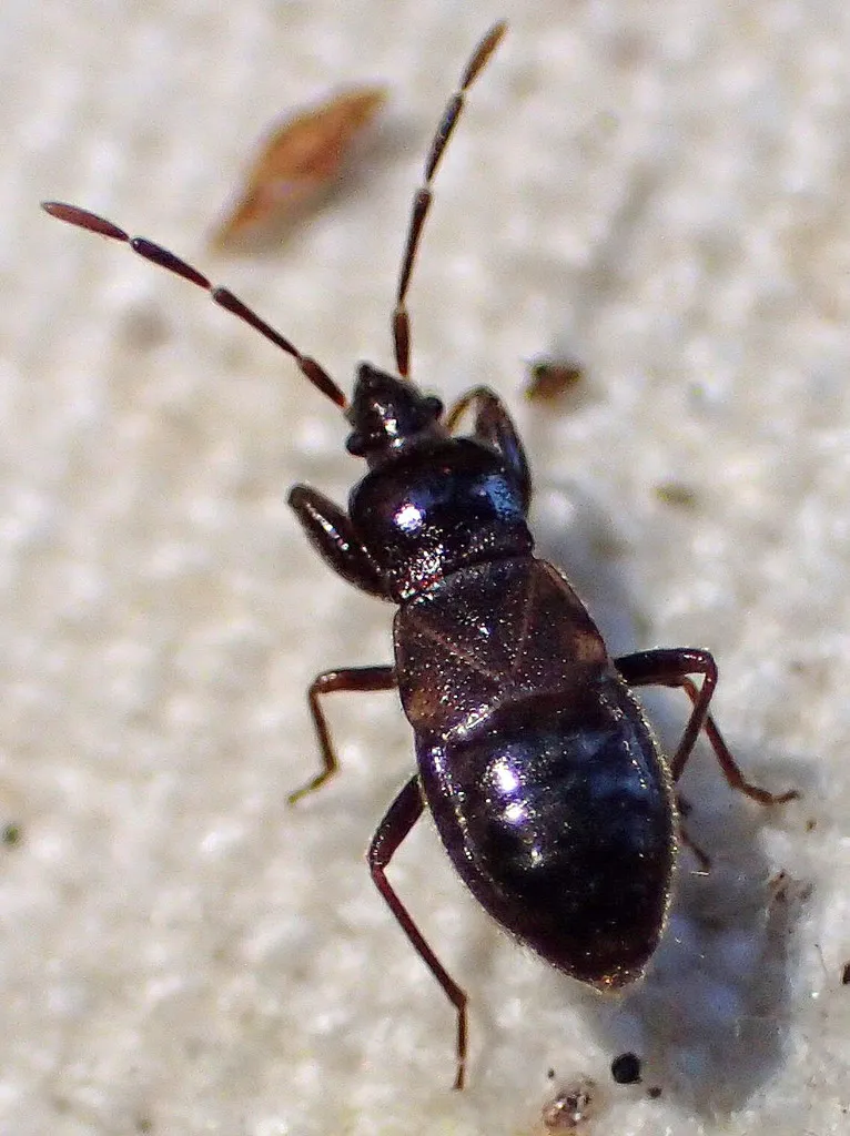 Thylochromus nitidulus - photo 2