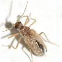 Odd Beetle - photo 4
