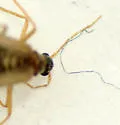 Odd Beetle - photo 5