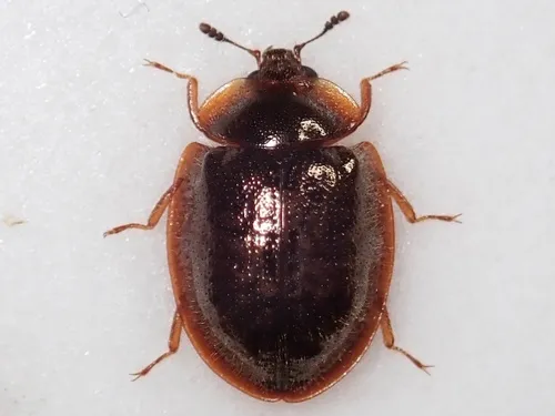 Thymalus amamiensis