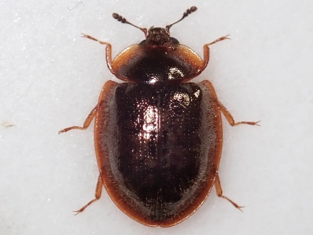 Thymalus amamiensis - photo 2
