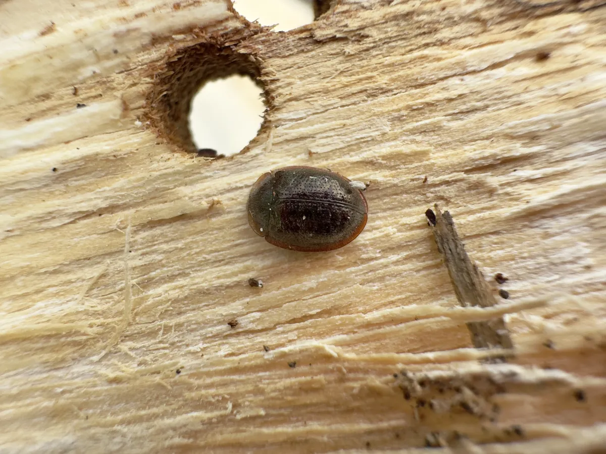 Thymalus aubei - photo 3