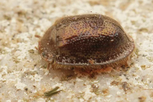 Thymalus limbatus