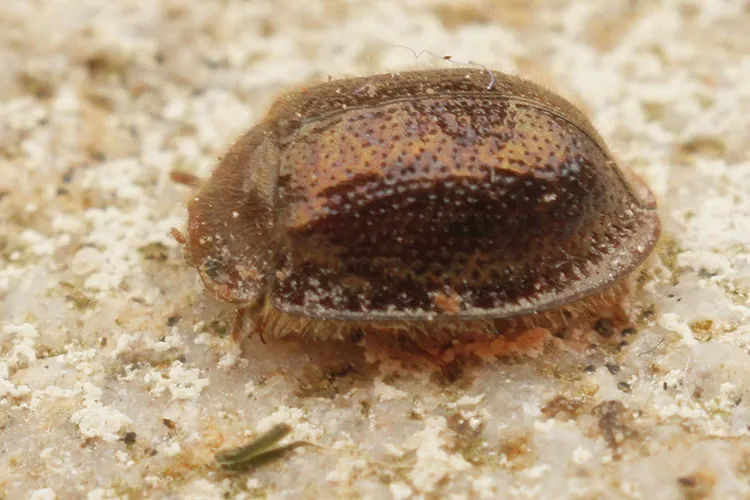 Thymalus limbatus - photo 2