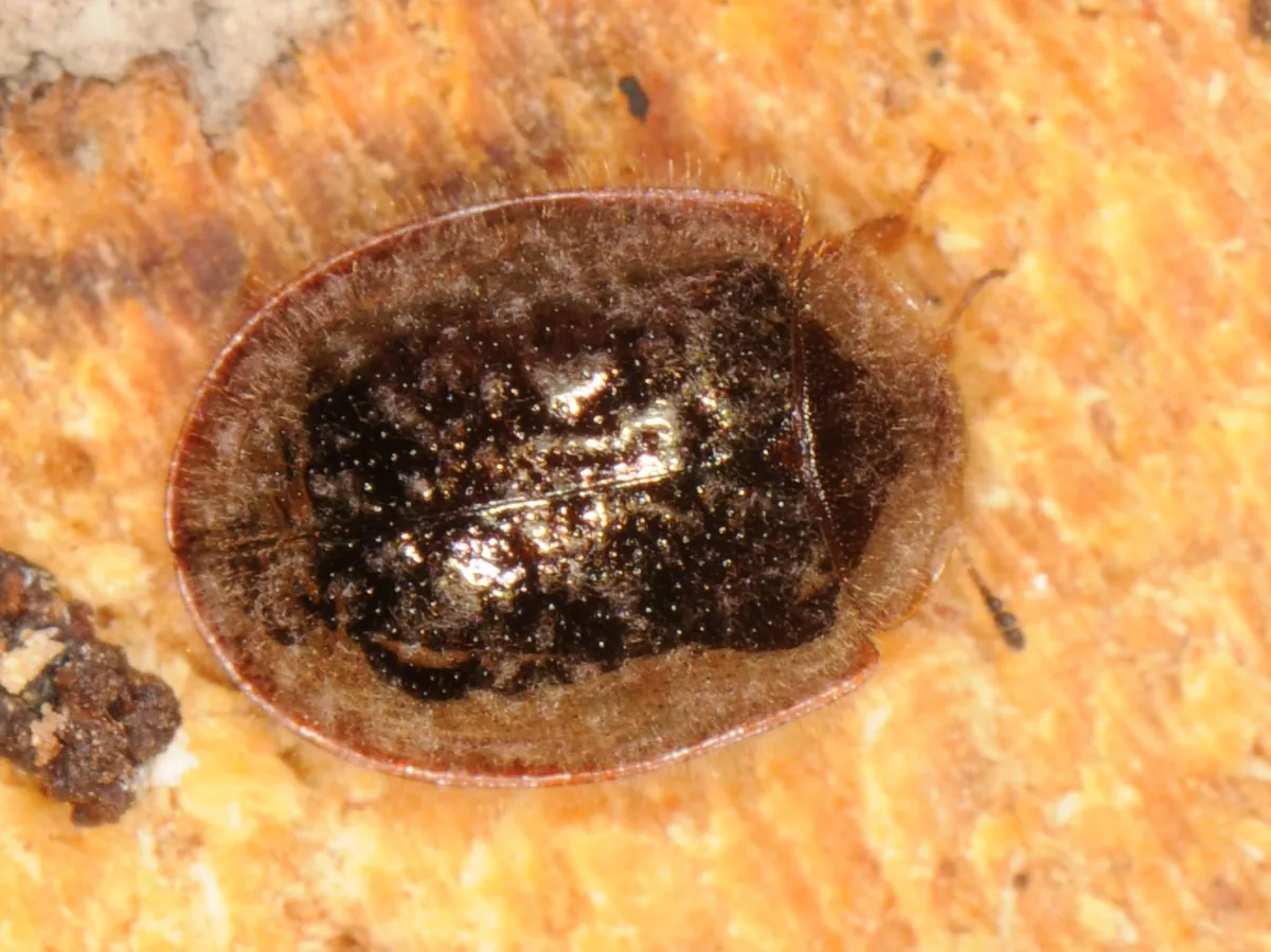Thymalus marginicollis