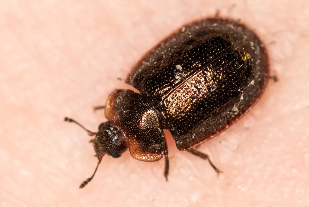Thymalus oblongus - photo 2