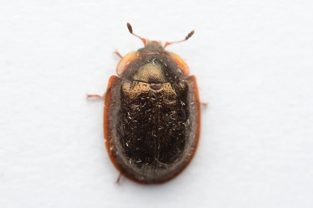 Thymalus parviceps