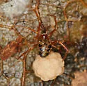 Thymoites camano