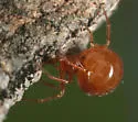 Thymoites maderae