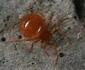 Thymoites maderae - photo 2