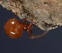 Thymoites maderae - photo 3