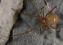 Thymoites minero - photo 2