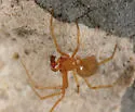 Thymoites minero - photo 4