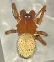 Thymoites pallidus