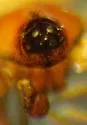 Thymoites unimaculatus - photo 2