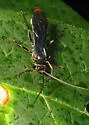 Thyrateles lugubrator