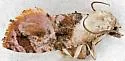 Thyraylia bunteana - Hodges#3844 - photo 3