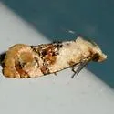 Thyraylia bunteana - Hodges#3844 - photo 4