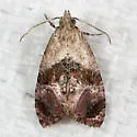 Thyraylia hollandana - Hodges#3847 - photo 3