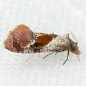 Thyraylia hollandana - Hodges#3847 - photo 4