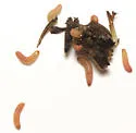 Thyraylia voxcana - Hodges#3847.2