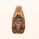 Thyraylia voxcana - Hodges#3847.2 - photo 2