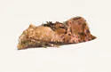 Thyraylia voxcana - Hodges#3847.2 - photo 3