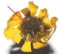 Thyraylia voxcana - Hodges#3847.2 - photo 4