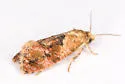 Thyraylia voxcana - Hodges#3847.2 - photo 5