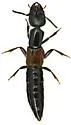 Thyreocephalus arizonicus - Thyreocephalus arizonicus