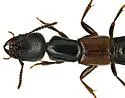 Thyreocephalus arizonicus - photo 2