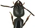 Thyreocephalus arizonicus - photo 3