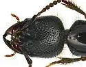 Thyreocephalus arizonicus - photo 4