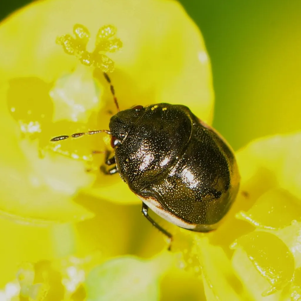 Ebony Bugs - photo 2
