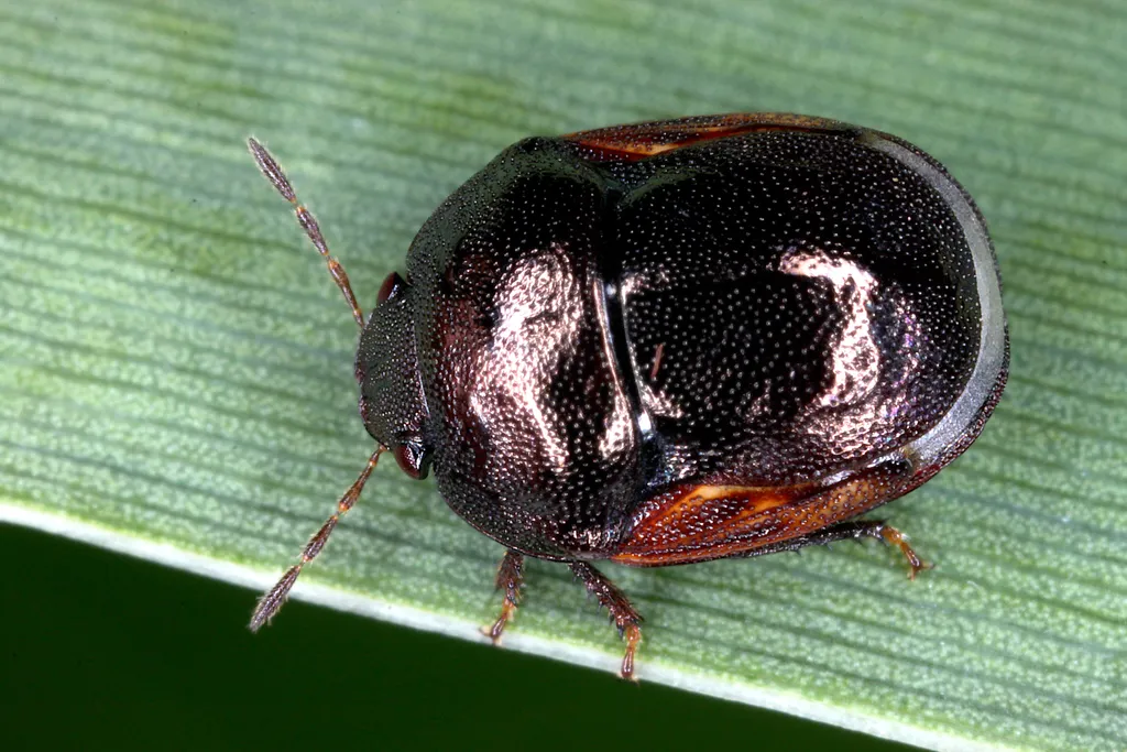 Thyreocoris fulvipennis - photo 2