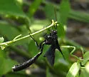 Thyreodon apricus - photo 2