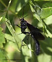 Thyreodon apricus - photo 3