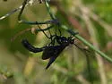 Thyreodon apricus - photo 4