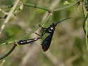 Thyreodon apricus - photo 5