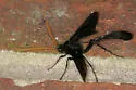 Thyreodon atricolor