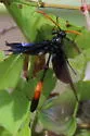 Thyreodon fernaldi - photo 4