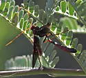 Thyreodon ornatipennis