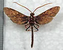 Thyreodon ornatipennis - photo 2