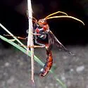 Thyreodon ornatipennis - photo 3