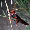 Thyreodon ornatipennis - photo 5
