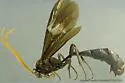 Thyreodon rivinae