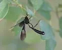 Thyreodon rivinae - photo 2